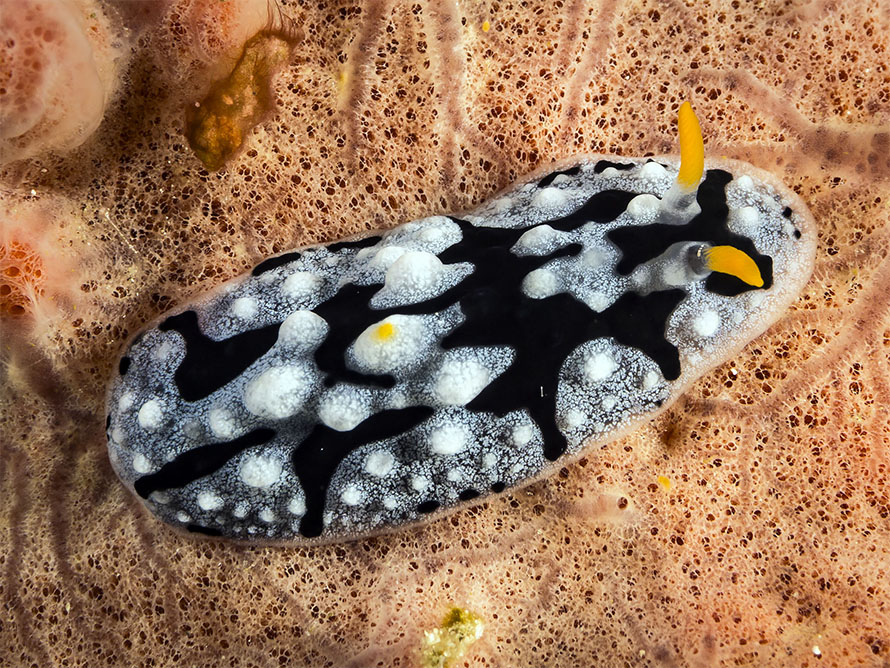 Phyllidia sp. 2